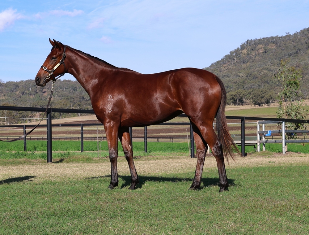 Stay Inside (AUS) / Gem of Scotland (AUS) 2023 Filly - Image 1