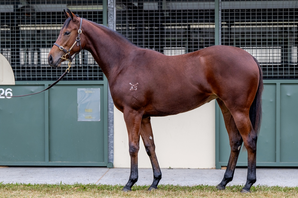 Harry Angel (IRE) / I Told Georgie (AUS) 2023 Filly - Image 1