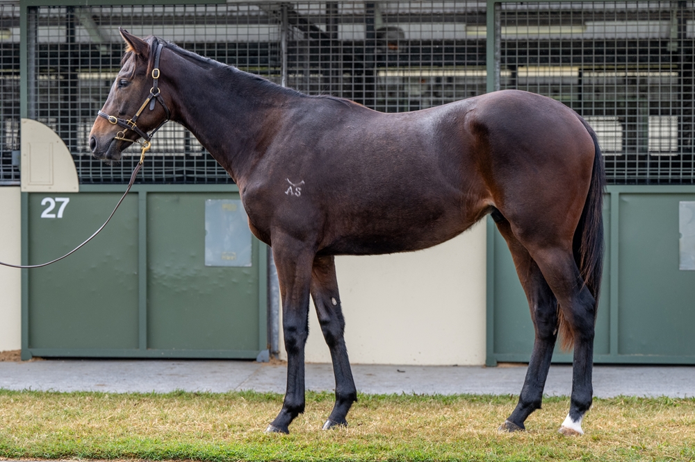 D'Argento (AUS) / Shizuru (AUS) 2023 Colt - Image 1