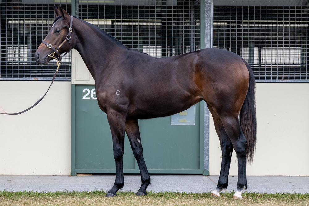 Magna Grecia (IRE) / Zariya (AUS) 2023 Filly - Image 1