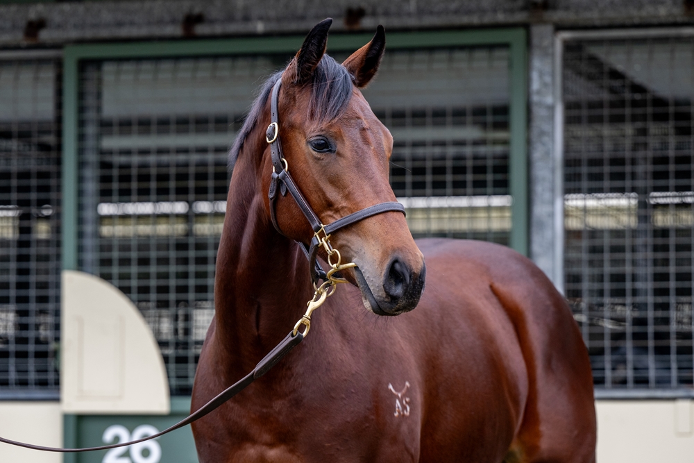 Harry Angel (IRE) / I Told Georgie (AUS) 2023 Filly - Image 2