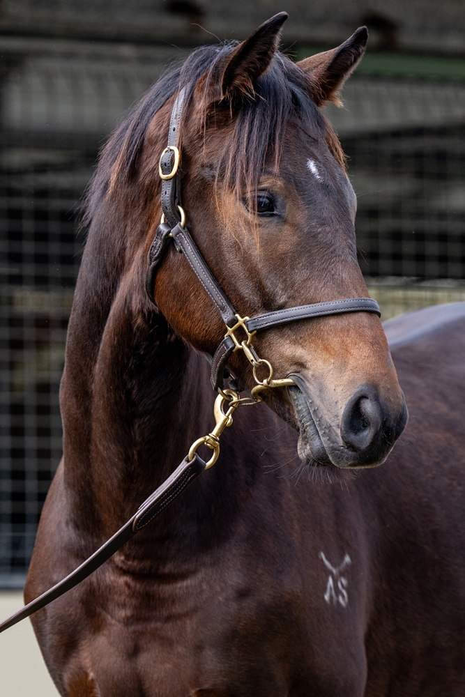 D'Argento (AUS) / Shizuru (AUS) 2023 Colt - Image 2