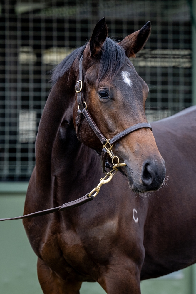 Magna Grecia (IRE) / Zariya (AUS) 2023 Filly - Image 2