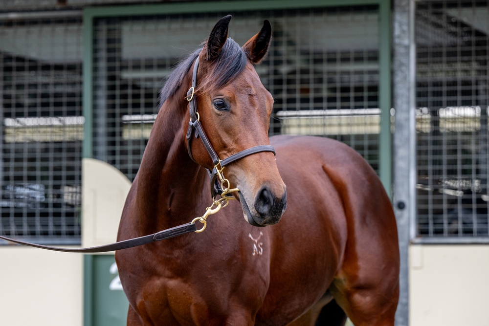 Harry Angel (IRE) / I Told Georgie (AUS) 2023 Filly - Image 3