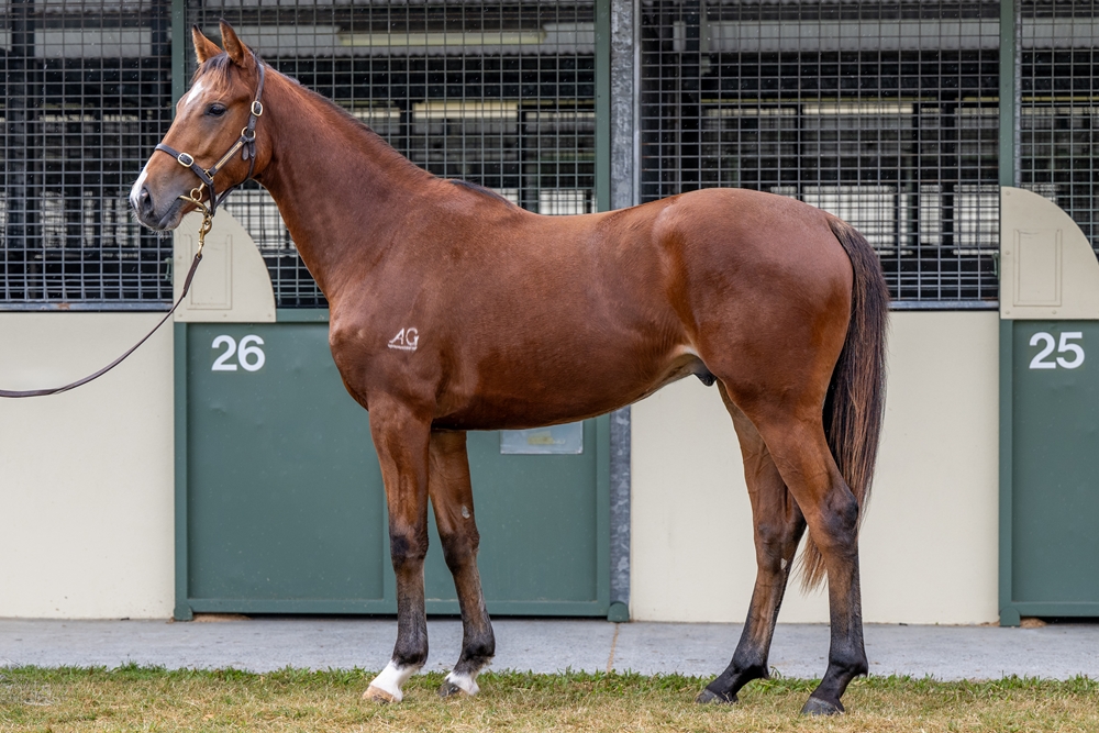 Magna Grecia (IRE) / Amber Deluxe (AUS) 2023 Colt - Image 1