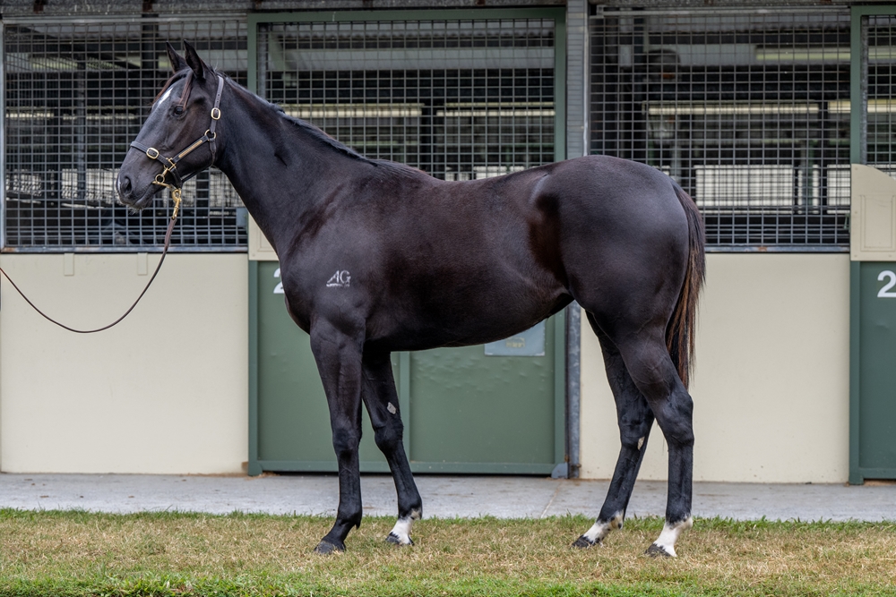 Brutal (NZ) / Bellicious (AUS) 2023 Filly - Image 1