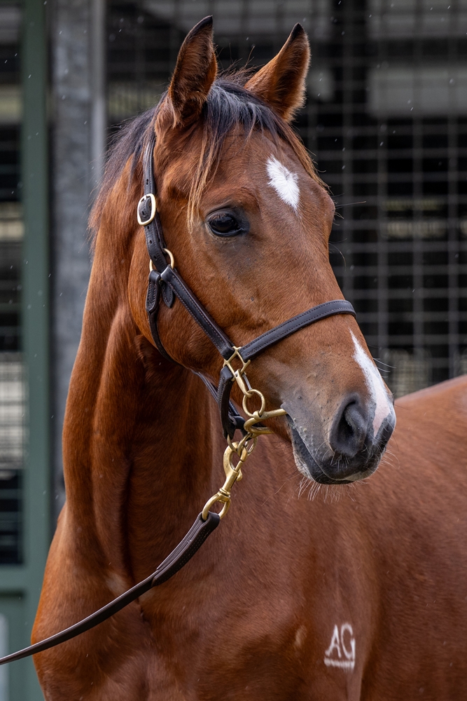 Magna Grecia (IRE) / Amber Deluxe (AUS) 2023 Colt - Image 2