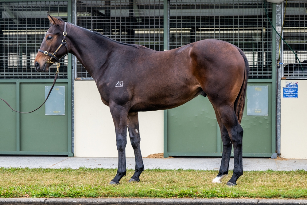D'Argento (AUS) / Downstream (AUS) 2023 Colt - Image 1