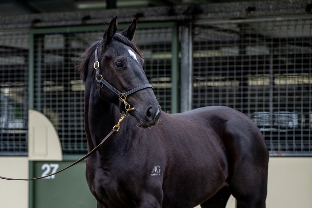 Brutal (NZ) / Bellicious (AUS) 2023 Filly - Image 2