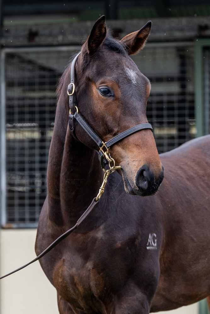 D'Argento (AUS) / Downstream (AUS) 2023 Colt - Image 2