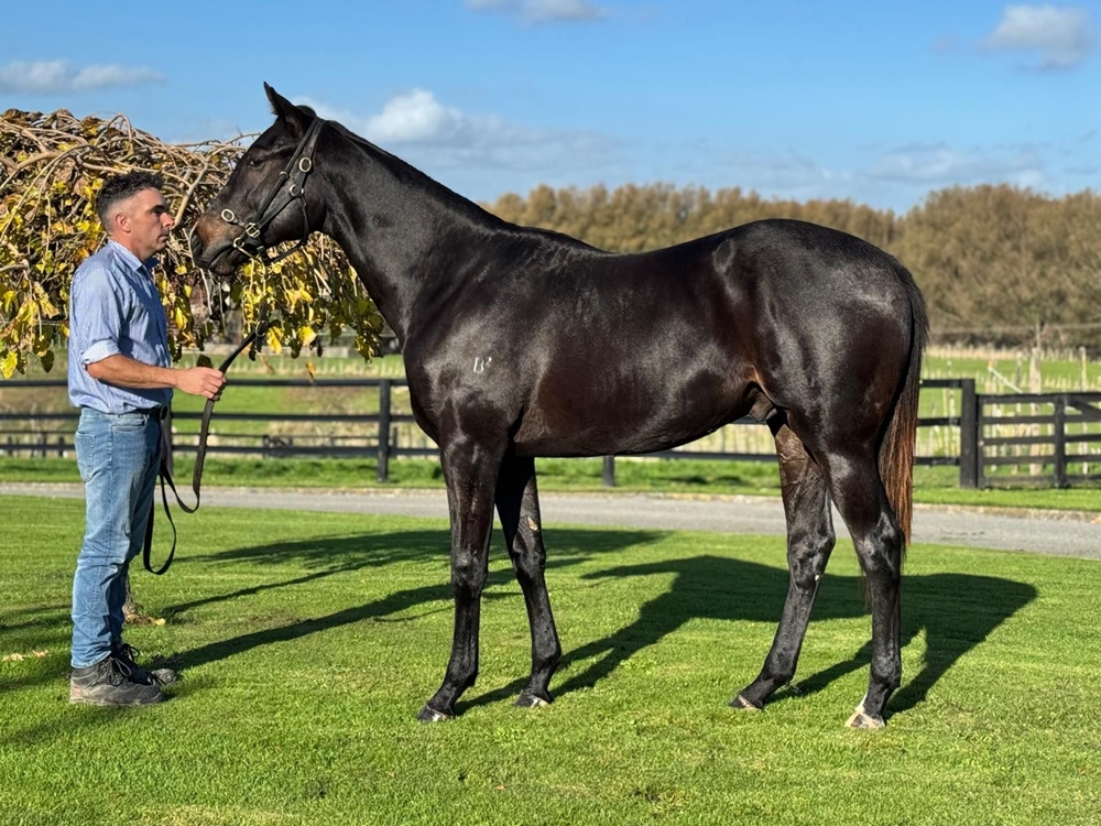 Noverre (NZ) / Lego (NZ) 2023 Colt - Image 1