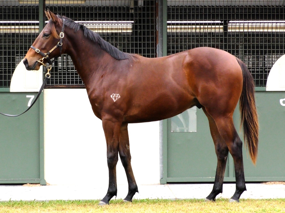 Farnan (AUS) / Kiss Me Charli (AUS) 2023 Colt - Image 1
