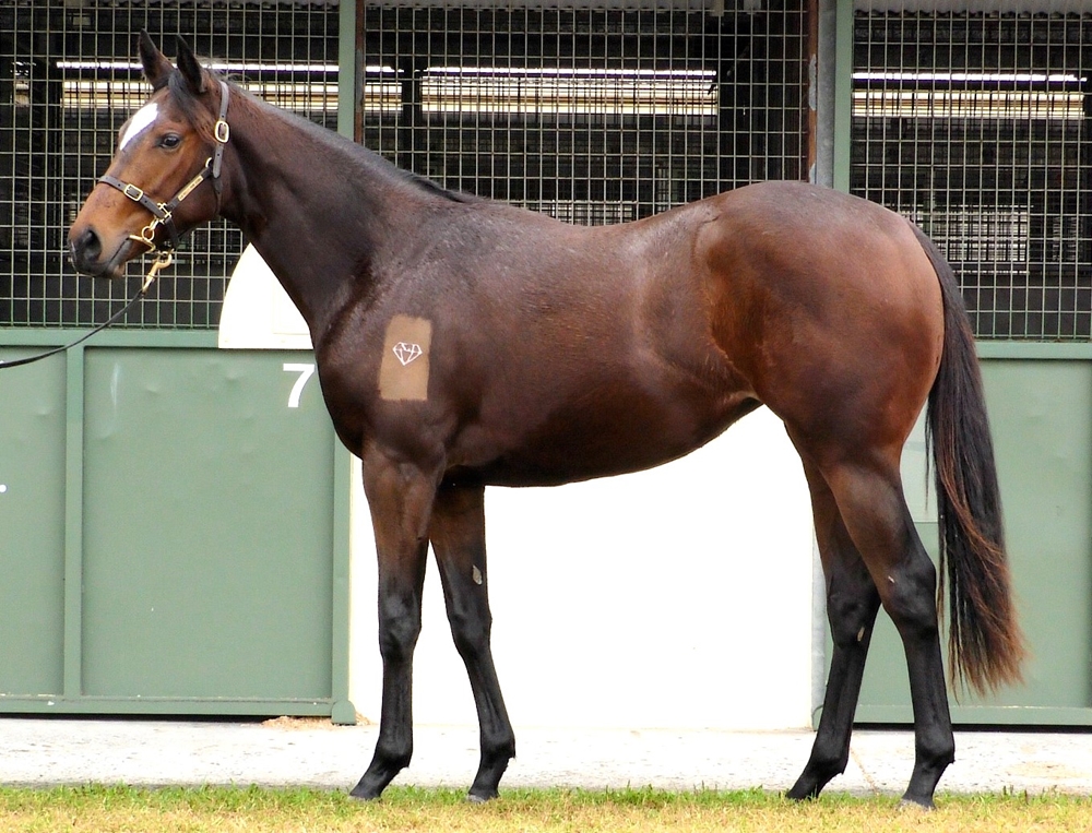 Cool Aza Beel (NZ) / Le Jardin (AUS) 2023 Filly - Image 1