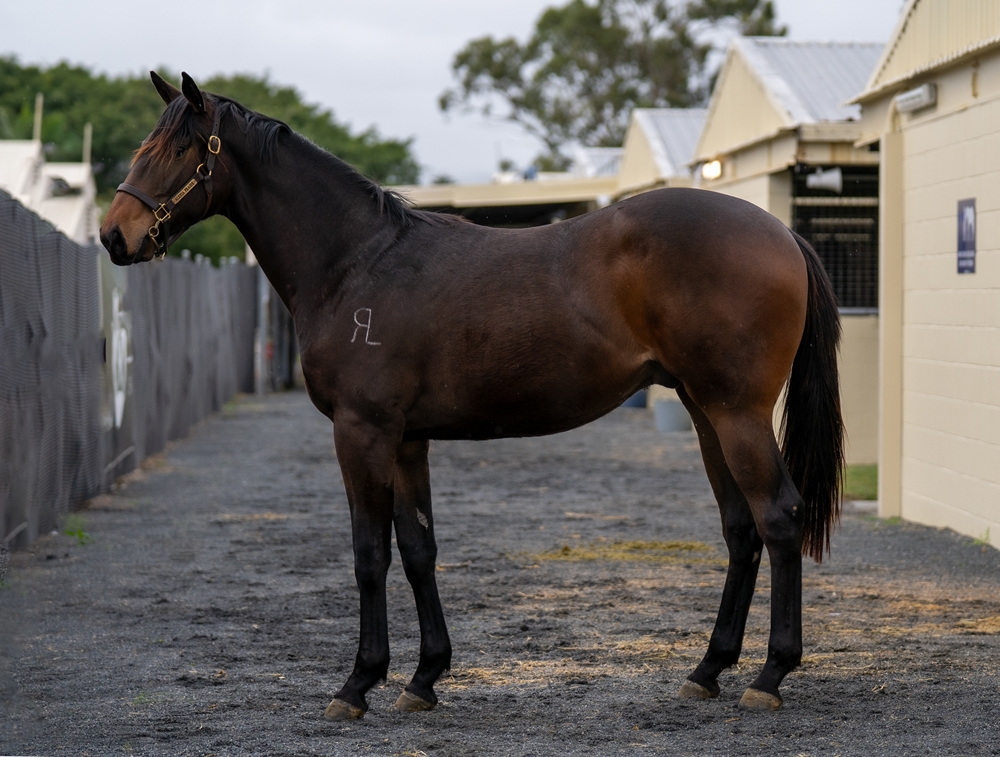 North Pacific (AUS) / Ploverset (AUS) 2023 Colt - Image 1