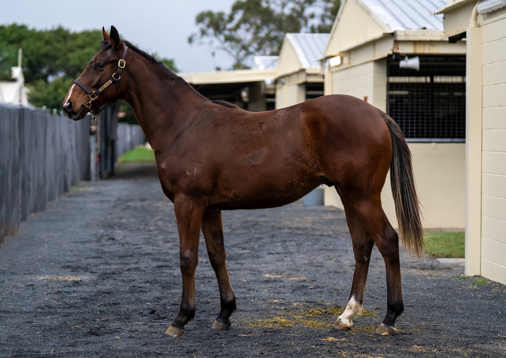 Jonker (AUS) / Strategic Mover (AUS) 2023 Colt - Image 1