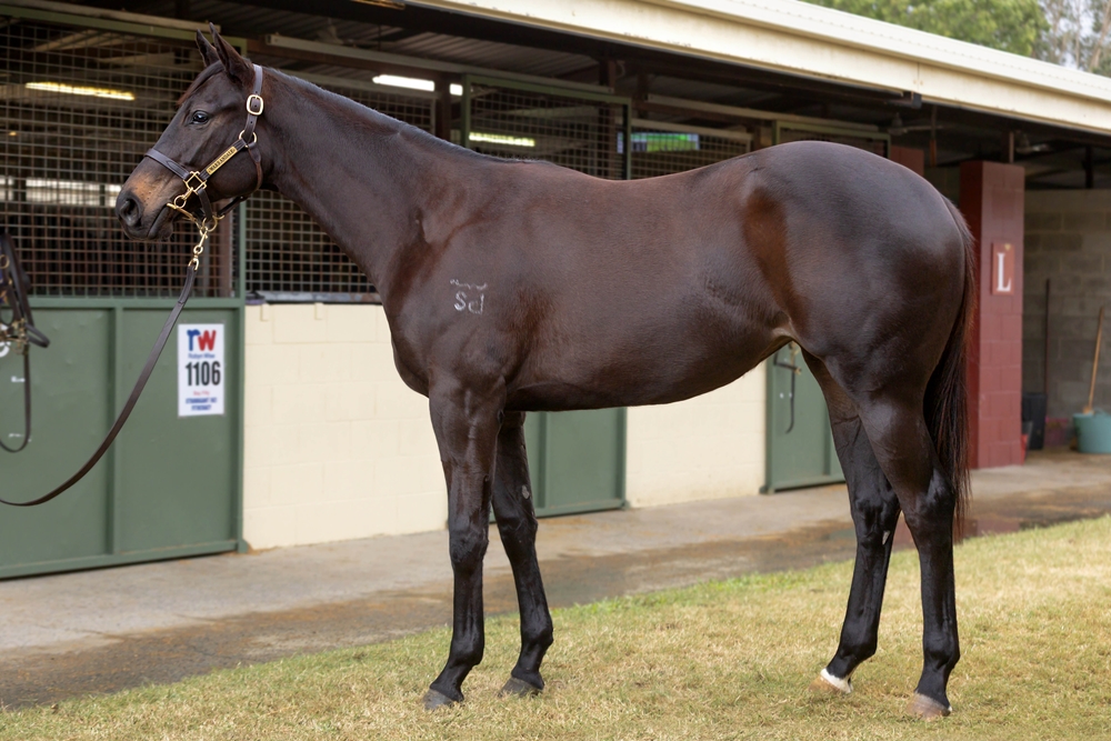 Jonker (AUS) / Ellastra (AUS) 2023 Filly - Image 1