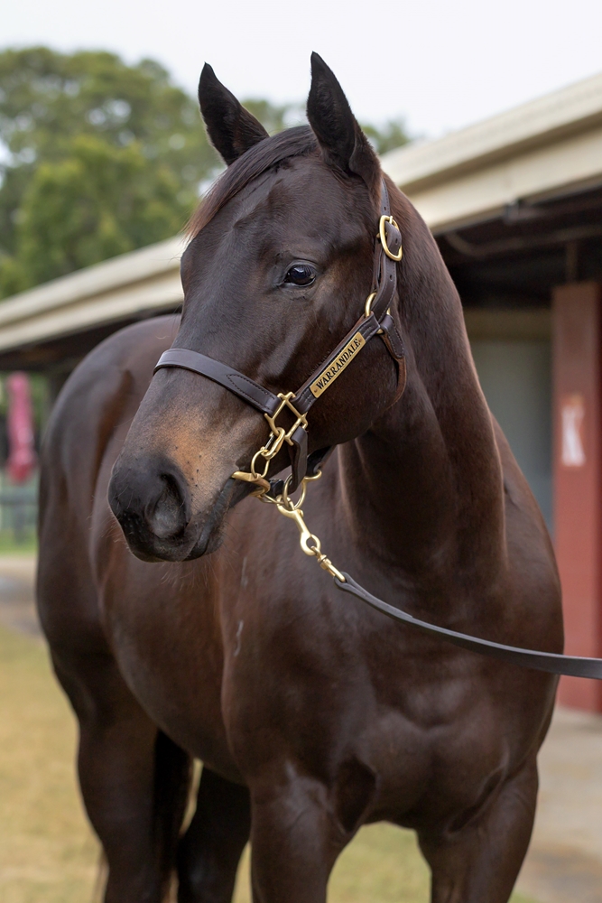 Jonker (AUS) / Ellastra (AUS) 2023 Filly - Image 2