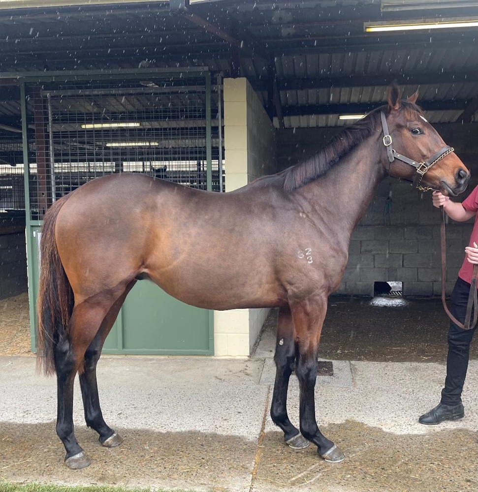 I Am Immortal (AUS) / Insurgent (NZ) 2023 Colt - Image 1