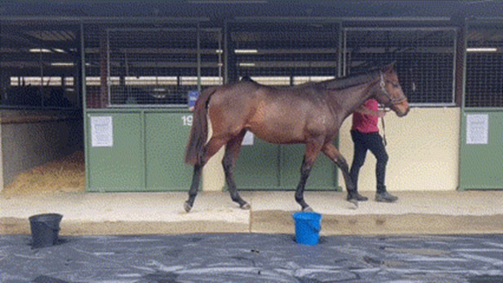 I Am Immortal (AUS) / Insurgent (NZ) 2023 Colt - Image 2