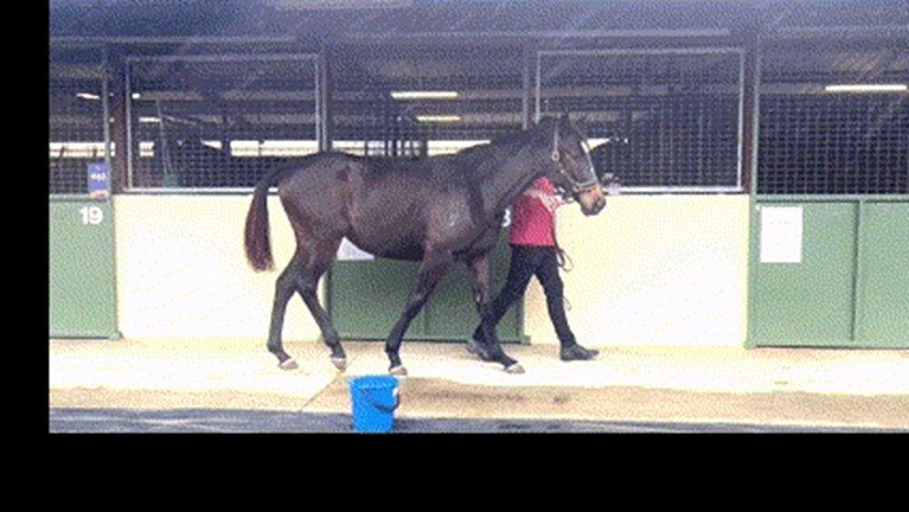 I Am Immortal (AUS) / Lots of Diamonds (AUS) 2023 Filly - Image 1