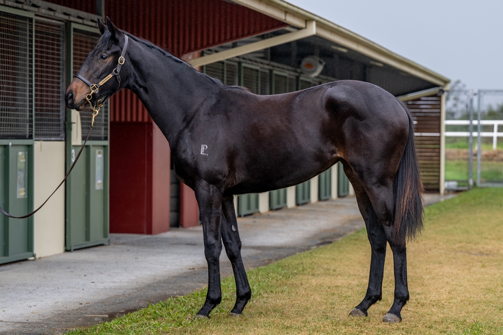 Lucky Vega (IRE) / Bellx (AUS) 2023 Filly - Image 1