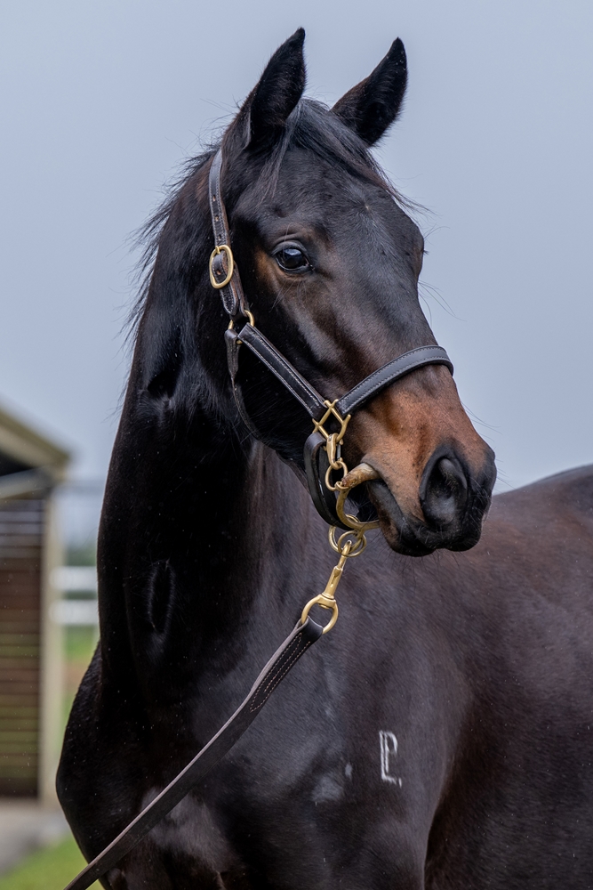 Lucky Vega (IRE) / Bellx (AUS) 2023 Filly - Image 2