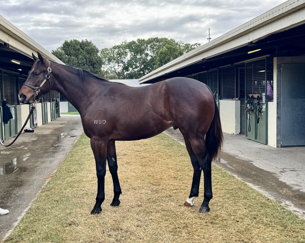 King's Legacy (AUS) / Sono Dolce (AUS) 2023 Colt - Image 1