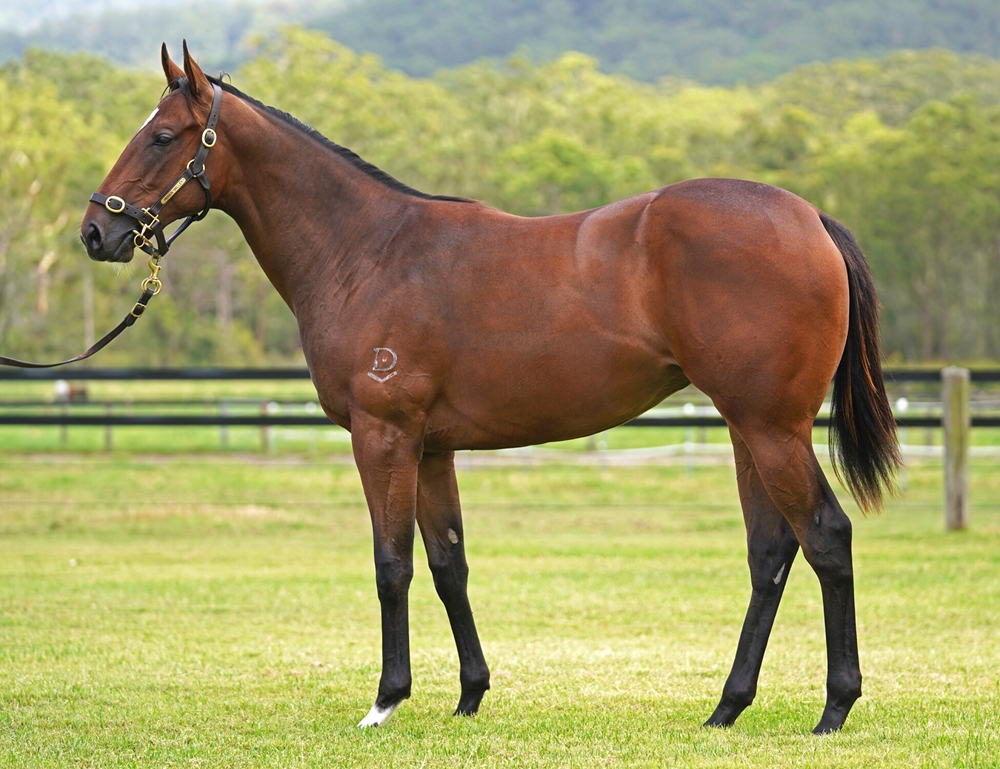 Farnan (AUS) / Silla Regalis (AUS) 2023 Filly - Image 1