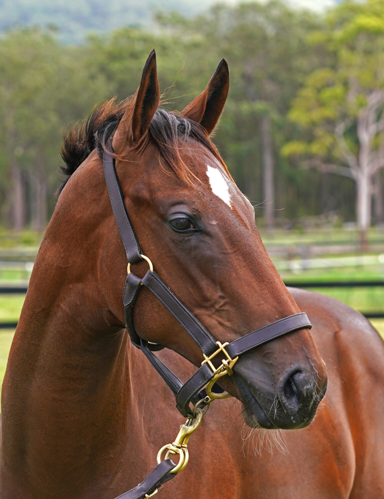 Farnan (AUS) / Silla Regalis (AUS) 2023 Filly - Image 2