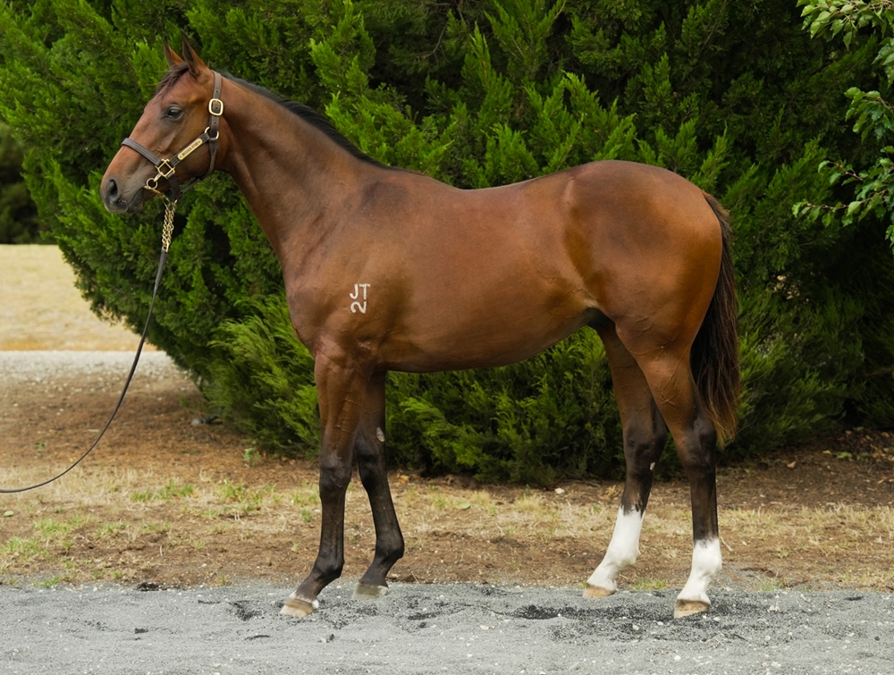 Zoustar (AUS) / So Far Sokool (NZ) 2023 Colt - Image 1