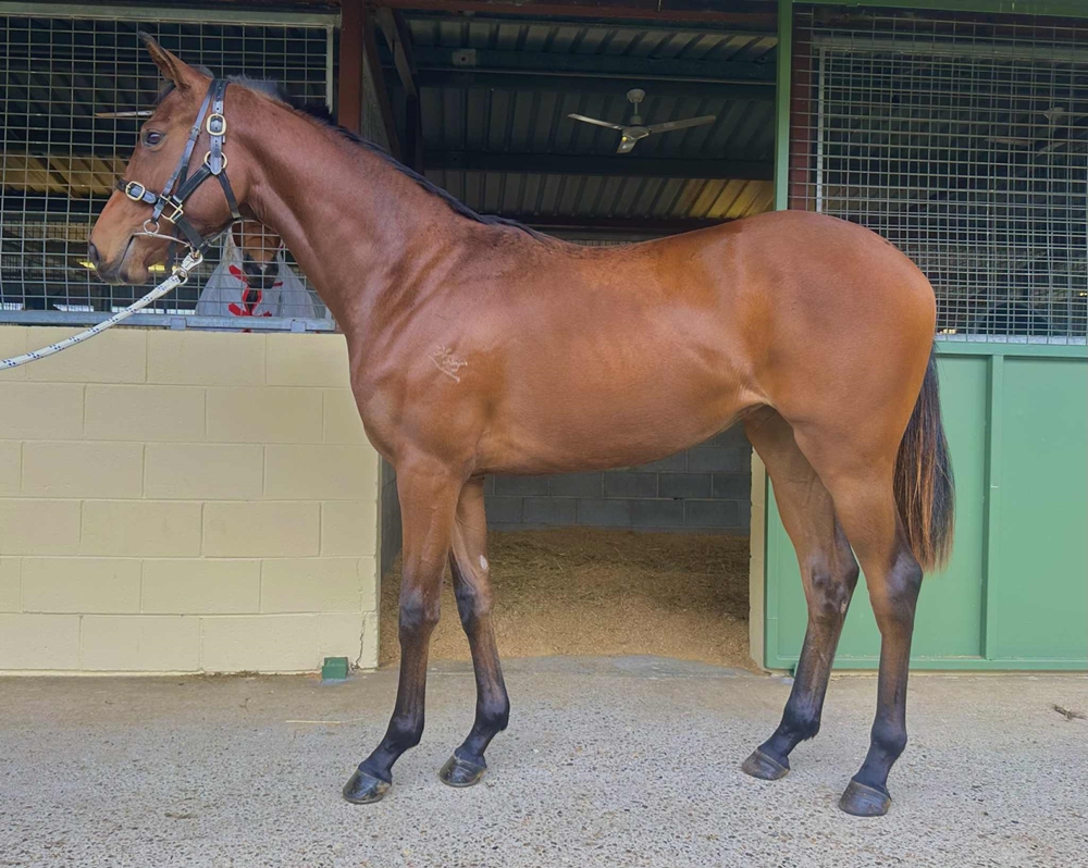 Palace Pier (GB) / Jupiter's Peak (AUS) 2023 Filly - Image 1