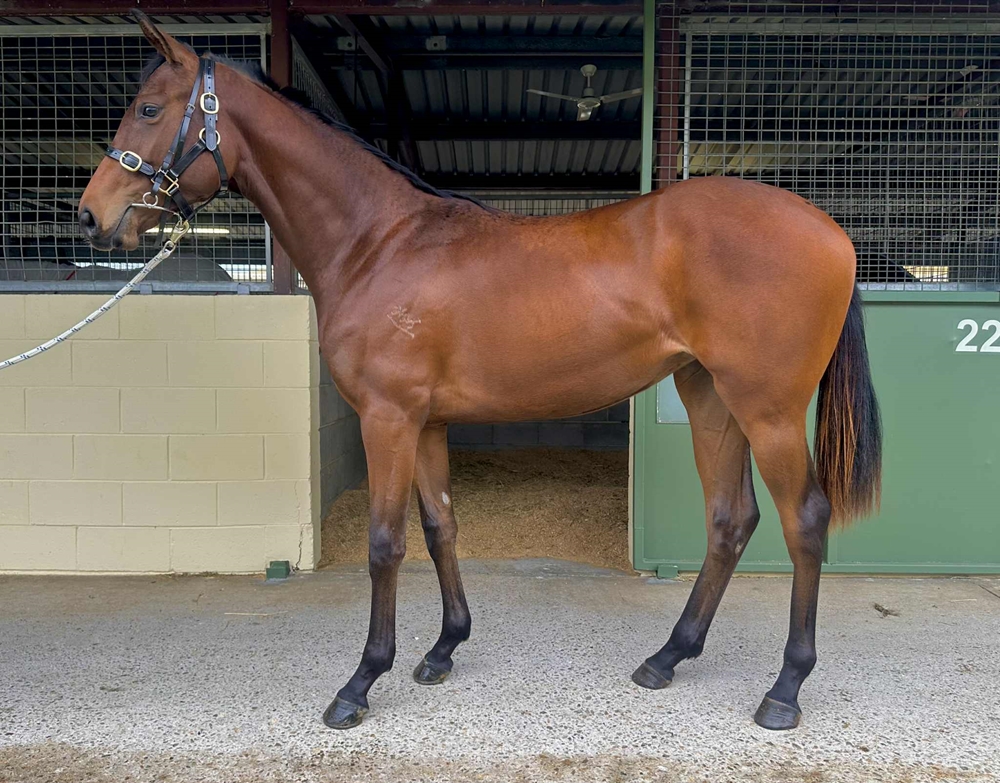 Palace Pier (GB) / Jupiter's Peak (AUS) 2023 Filly - Image 2