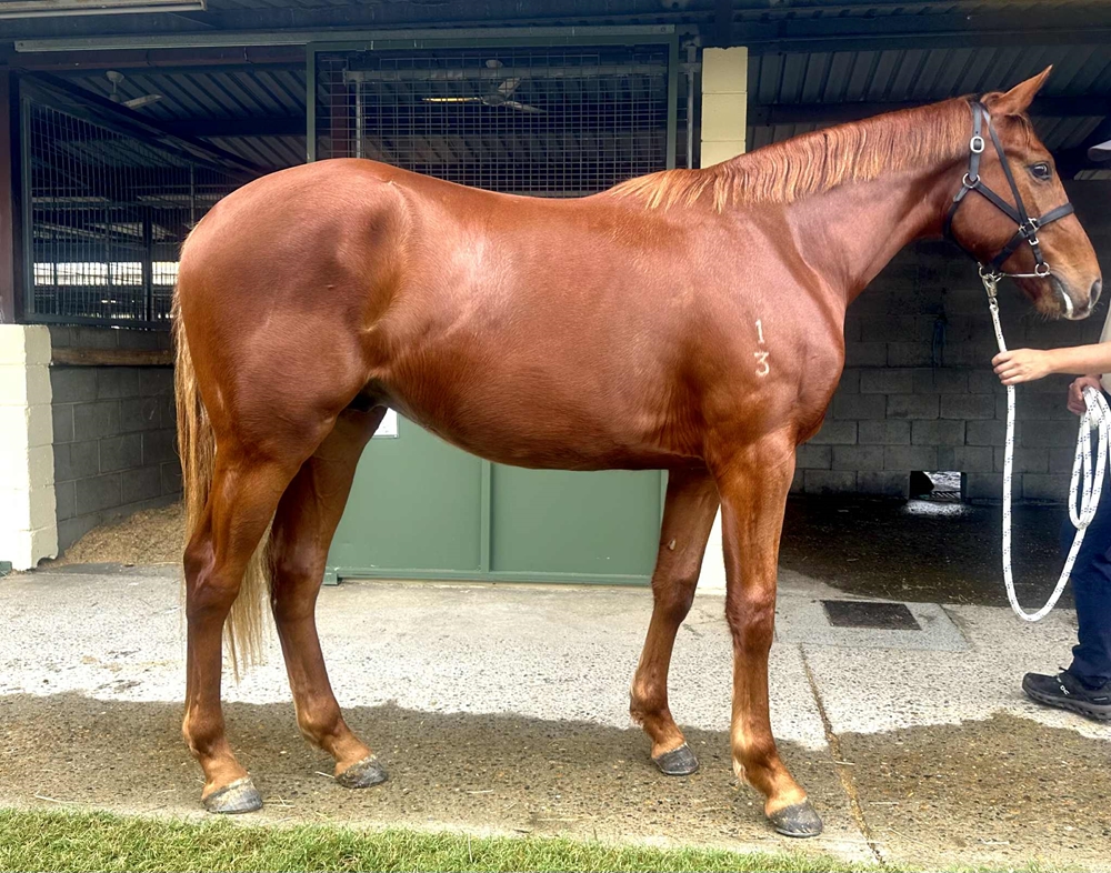 Victor Ludorum (GB) / Strong Mountain (AUS) 2023 Colt - Image 1