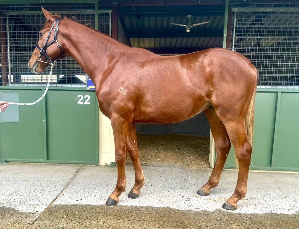 Victor Ludorum (GB) / Strong Mountain (AUS) 2023 Colt - Image 2