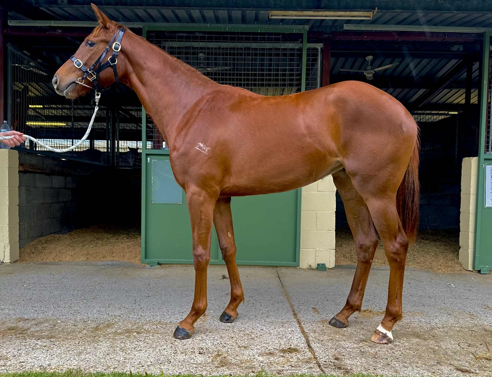 Kermadec (NZ) / Tale of the Cougar (AUS) 2023 Filly - Image 1