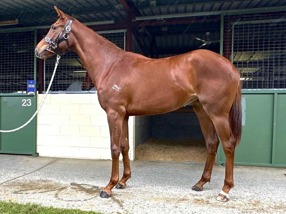 Kermadec (NZ) / Tale of the Cougar (AUS) 2023 Filly - Image 2