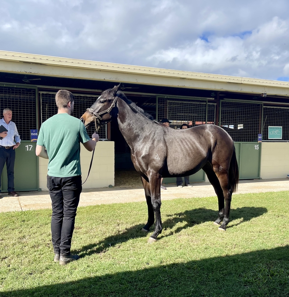 I Am Immortal (AUS) / Lots of Diamonds (AUS) 2023 Filly - Image 1