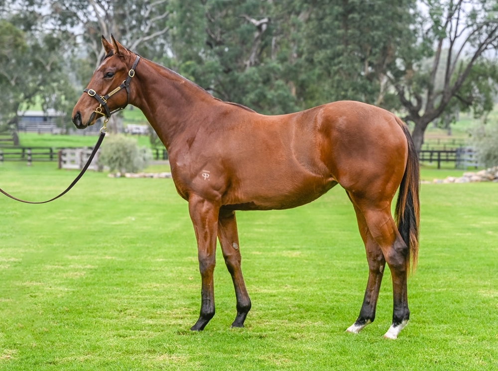 Ole Kirk (AUS) / Jaunty (NZ) 2023 Filly - Image 1