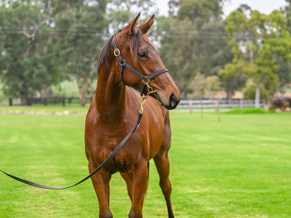 Ole Kirk (AUS) / Jaunty (NZ) 2023 Filly - Image 2