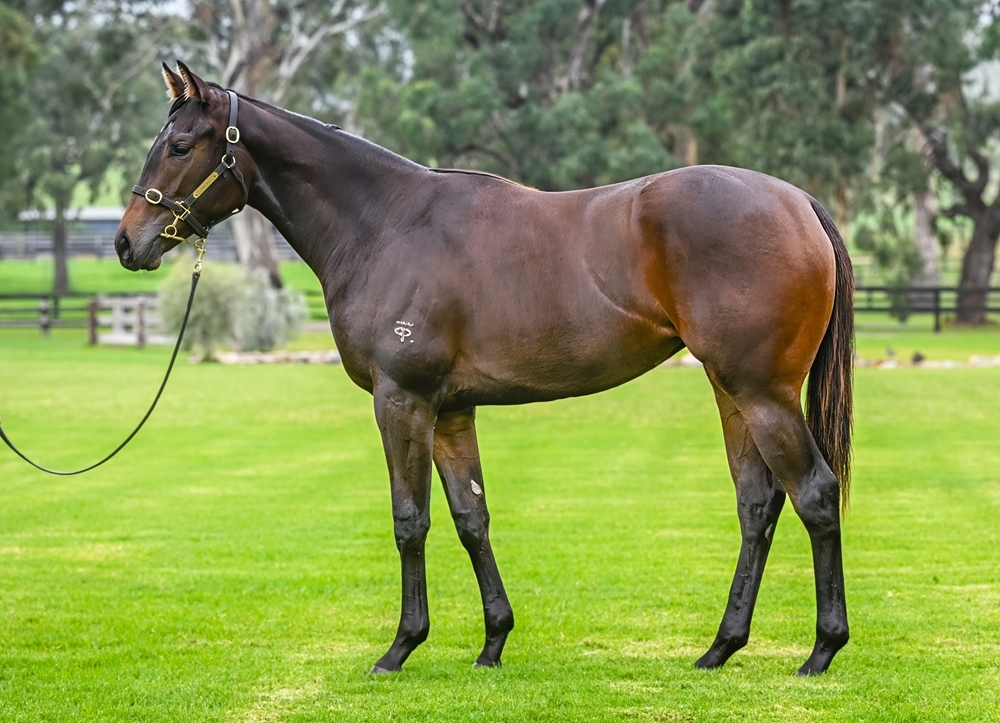 All Too Hard (AUS) / Miss Pelear (NZ) 2023 Filly - Image 1