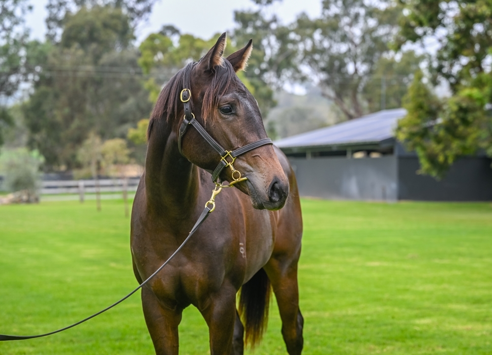 All Too Hard (AUS) / Miss Pelear (NZ) 2023 Filly - Image 2