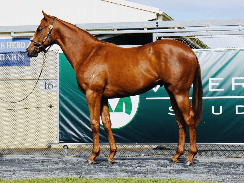 Anders (AUS) / Last Eightyate (AUS) 2023 Colt - Image 1