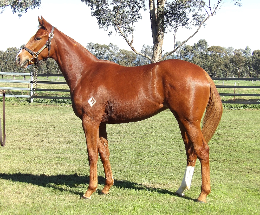 Home Affairs (AUS) / Tragic (AUS) 2023 Filly - Image 1