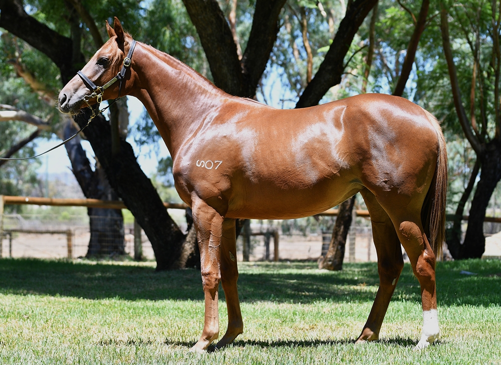 My Admiration (AUS) / Lil' Red Bikini (AUS) 2023 Filly - Image 1