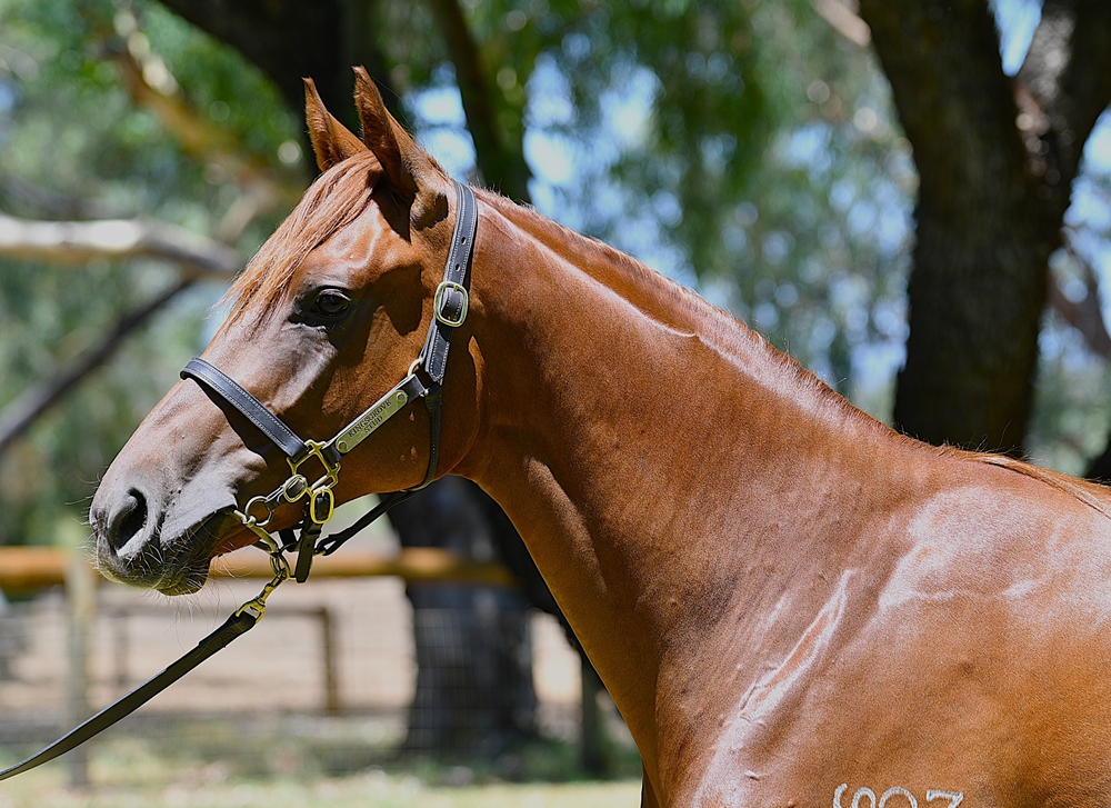 My Admiration (AUS) / Lil' Red Bikini (AUS) 2023 Filly - Image 2