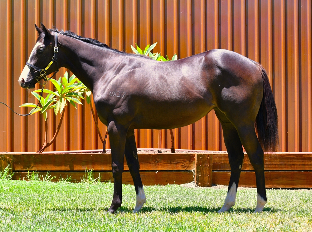 King of Athens (USA) / Lookusover (AUS) 2023 Filly - Image 1