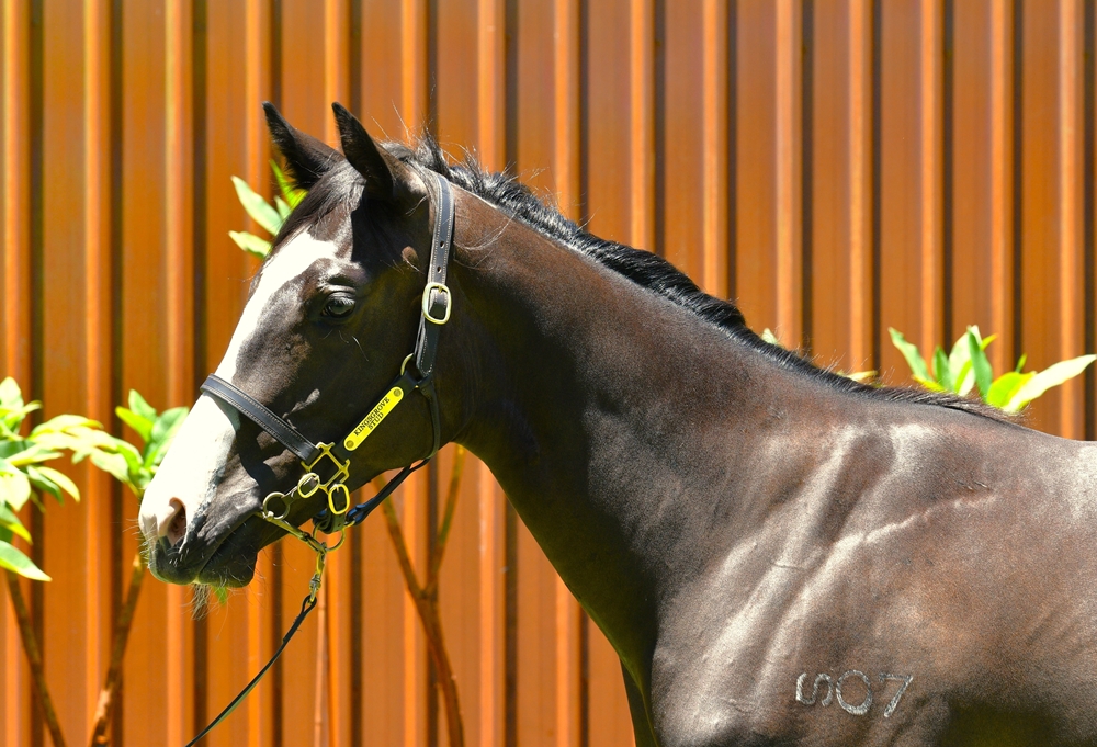 King of Athens (USA) / Lookusover (AUS) 2023 Filly - Image 2