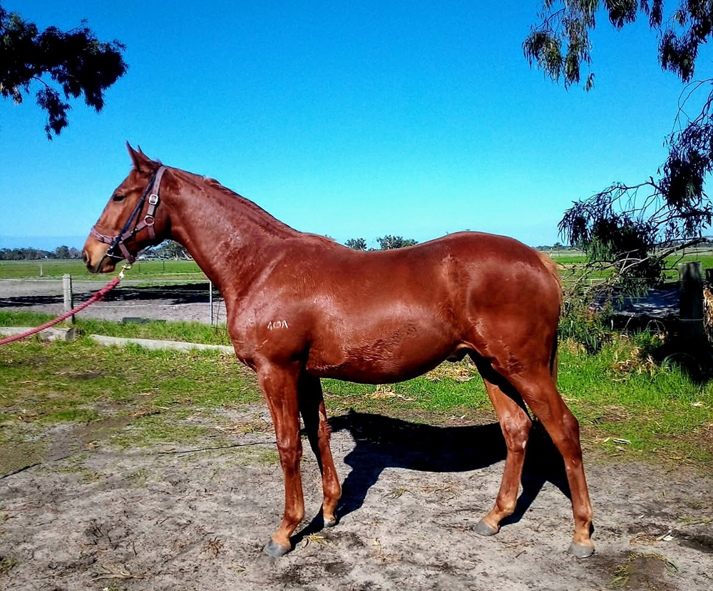 Choistar (AUS) / Nornir's Gift (AUS) 2023 Colt - Image 1