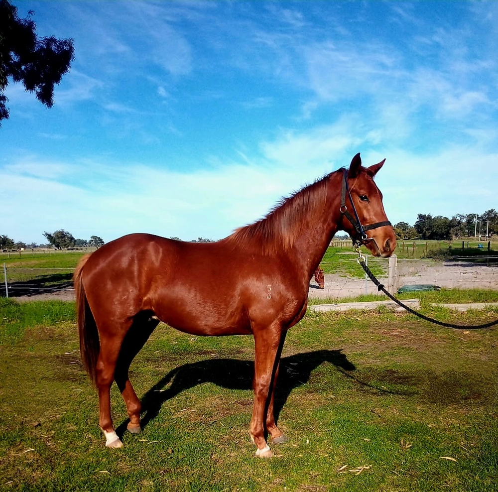 Fierce Impact (JPN) / Rain Lily (AUS) 2023 Colt - Image 1