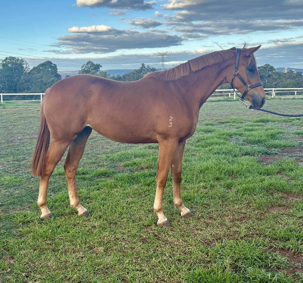 Universal Ruler (AUS) / Blast of Class (AUS) 2023 Filly - Image 1